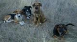 Dogs currently needing a home
