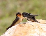 Barn Swallow