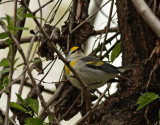  Brewsters Warbler