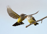 Western Kingbird feeding young