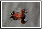 Cinnamon Teal