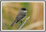 Eastern Phoebe