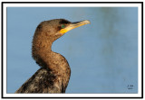 Cormorant