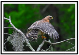 Red Shouldered Hawk