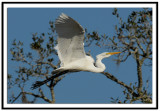 Great Egret in flight