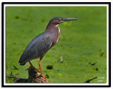 Green Heron