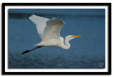 Great Egret