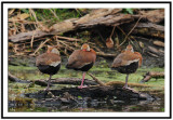 Black Bellied Whistling Ducks