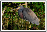 Tri Colored Heron