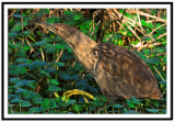 American Bittern