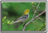 Black-Throated Green Warbler
