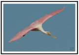 Roseate Spoonbill