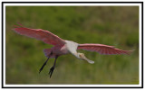 Roseate Spoonbill