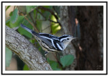 Black & White Warbler