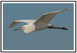 Great White Egret