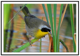 Common Yellowthroat