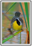 Common Yellowthroat