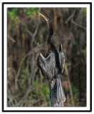 Anhinga