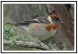 Bay-breasted Warbler