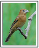 Blue Grosbeak (Female)