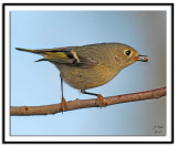 Ruby-Crowned Kinglet
