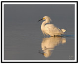 Snowy Egret