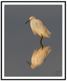 Snowy Egret