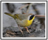 Common Yellowthroat