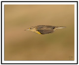 Eastern Meadowlark