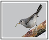 Blue-Gray Gnatcatcher