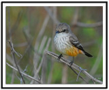 Vermilion Flycatcher