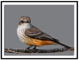 Vermilion Flycatcher