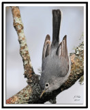 Blue-Gray Gnatcatcher