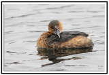 Pie-billed Grebe