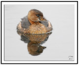 Pie-billed Grebe