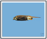 American Kestrel