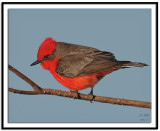 Vermilion Flycatcher