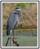 Great Blue Heron