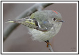 Ruby Crowned Kinglet