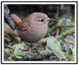 Winter Wren