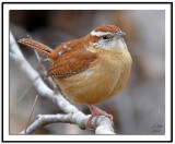 Carolina Wren