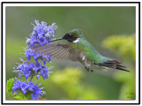 Ruby-throated Hummingbird