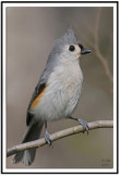 Tufted Titmouse