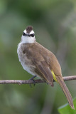 Yellow-Vented-Bulbul.jpg