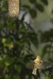 Baya Weaver.jpg