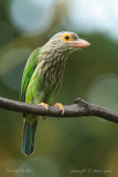 Lineated-Barbet6.jpg