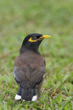 Common-Myna.jpg