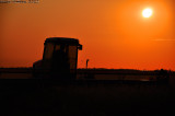 Swathing at Sundown