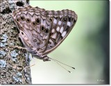 Hackberry Emperor