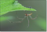 Long Jawed Spider